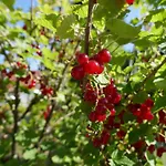 度假居 Idas Garten 巴特劳特堡
