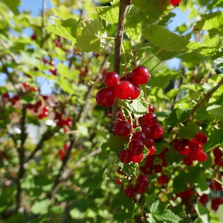 בית נופש Idas Garten באד לאוטרברג