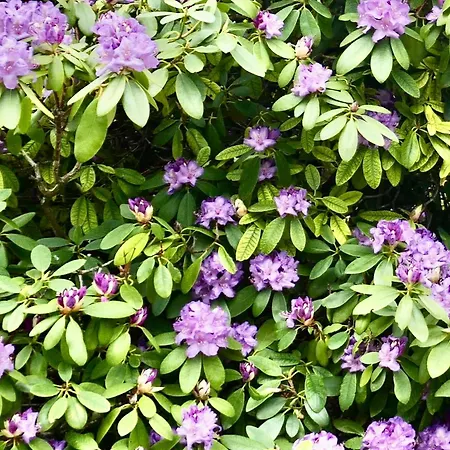 Idas Garten