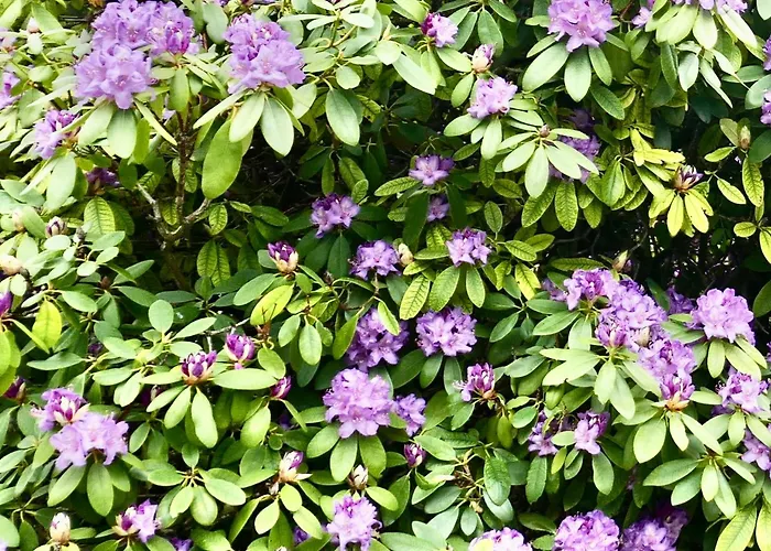 Idas Garten